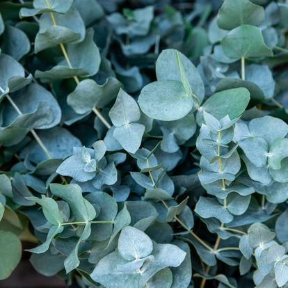 Eucalyptus pulverulenta &#039;Baby Blue Bouquet&#039; / Kék lombú eukaliptusz