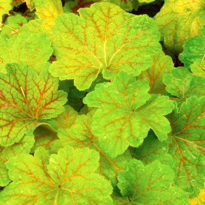 Heuchera &#039;Electra&#039; / Tűzeső