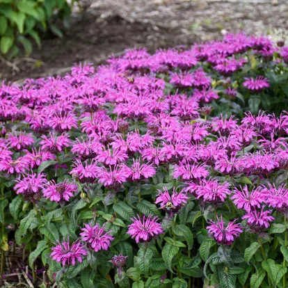 Monarda didymia 'Leading Lady Orchid' / Méhbalzsam, indiáncsalán