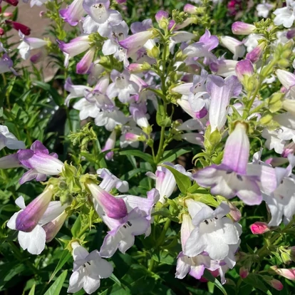 Penstemon hybrida 'Harlequin Lilac' / Bugatölcsér