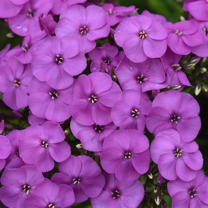 Phlox paniculata 'Ka-Pow Purple' / Bugás lángvirág