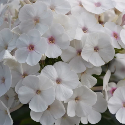 Phlox paniculata 'Ka-Pow White' / Bugás lángvirág