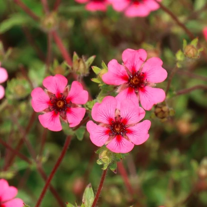 Potentilla nepalensis 'Ron Mcbeath' / Nepáli pimpó