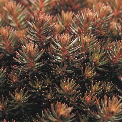 Sedum anopetalum 'Chocolate Ball' / Vajsárga varjúháj