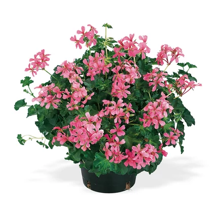 Decora rózsaszín