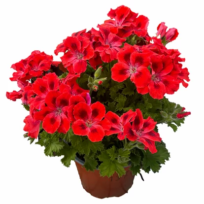 Candy Flowers Scarlet Eye