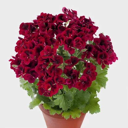 Candy Flowers Dark Red