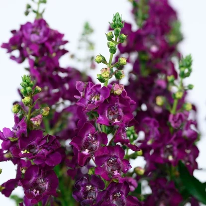 Angelonia Alonia Big Grape / Keskenylevelű angyalfüzér