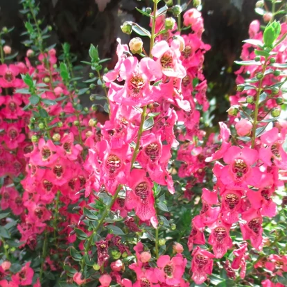 Angelonia Alonia Big Dark Pink / Keskenylevelű angyalfüzér