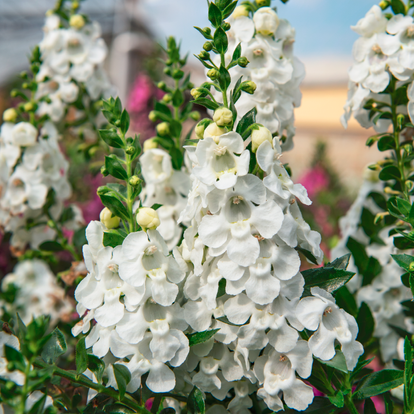 Angelonia Angelos White / Keskenylevelű angyalfüzér