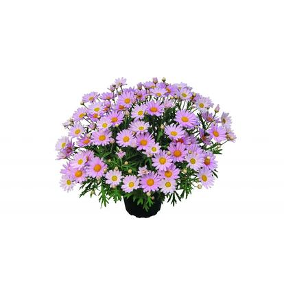 Argyranthemum Lolly / Cserjés margaréta