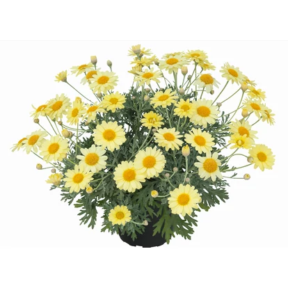 Argyranthemum Citrus / Cserjés margaréta