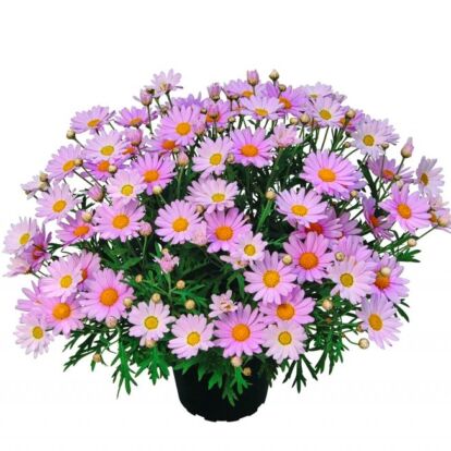 Argyranthemum Lolly / Cserjés margaréta