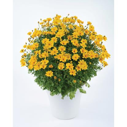 Bidens Golden Empire / Balkon aranya