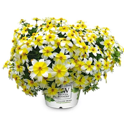 Bidens Campfire Electric White / Balkon aranya