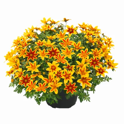 Bidens Tiger Bee / Balkon aranya