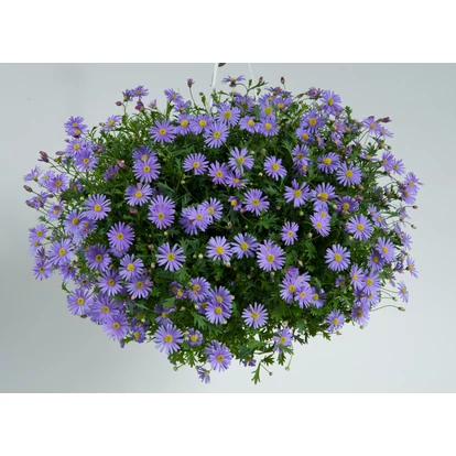 Brachyscome Brasco Violet / Ausztrál százszorszép