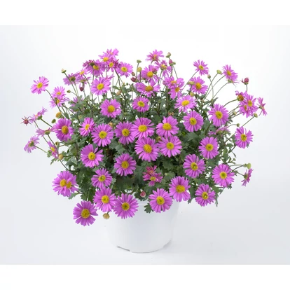 Brachyscome Fresco Candy / Ausztrál százszorszép