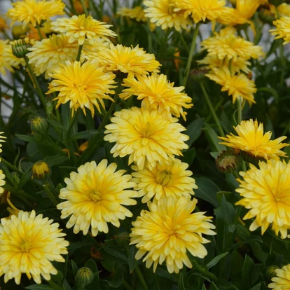 Calendula Powerdaisy Buttermilk / Körömvirág