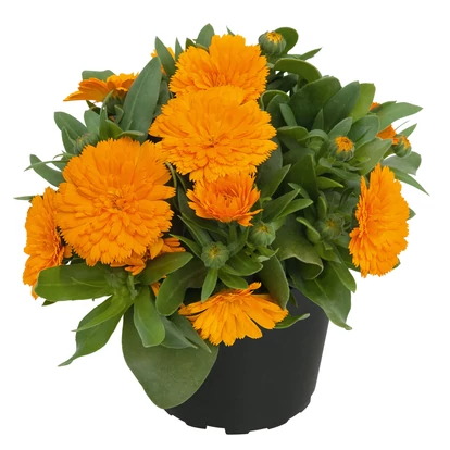 Calendula Powerdaisy Tango / Körömvirág