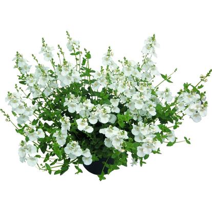 Diascia Breeze Plus White / Kanálajak