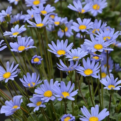 Felicia 'Forever Blue' / Fokföldi kékmagvirág