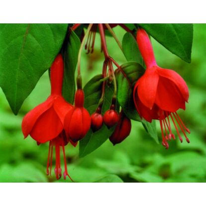 Fuchsia Marinka / Csüngő növésű fukszia