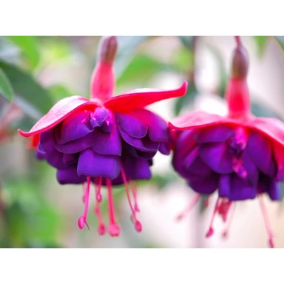 Fuchsia Dollarprinzessin / Csüngő növésű fukszia
