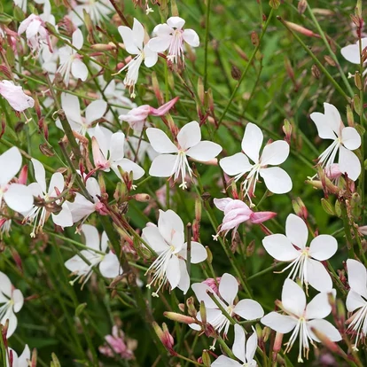 Gaura lindheimeri &#039;Steffi White&#039; / Évelő díszgyertya