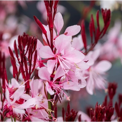 Gaura lindheimeri EVERLAST 'Light Pink' / Évelő díszgyertya