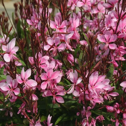 Gaura lindheimeri 'Lillipop Pink' / Évelő díszgyertya