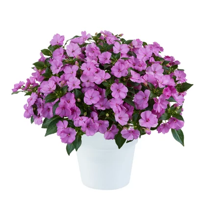 Impatiens Sol Luna &#039;Lilac&#039; / Nap- és hőtűrő nebáncsvirág