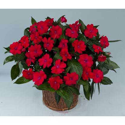 Impatiens Sun Harmony Magenta / Naptűrő nebáncsvirág