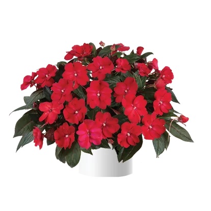 Impatiens Sol Luna 'Red' / Nap- és hőtűrő nebáncsvirág