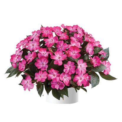 Impatiens Sol Luna 'Electric Pink' / Nap- és hőtűrő nebáncsvirág