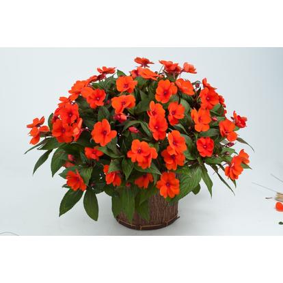 Impatiens Sun Harmony Deep Orange / Naptűrő nebáncsvirág