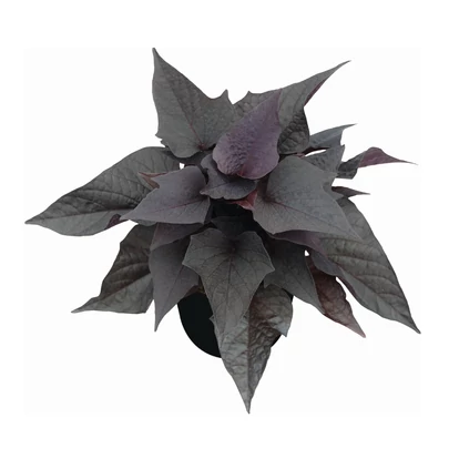 Ipomoea Sweetheart Jet Black / Édesburgonya, &quot;batáta&quot;