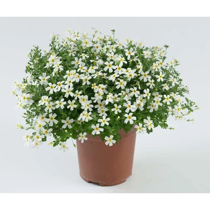 Jamesbrittenia Stardom White Fusion / Fehér bacopa