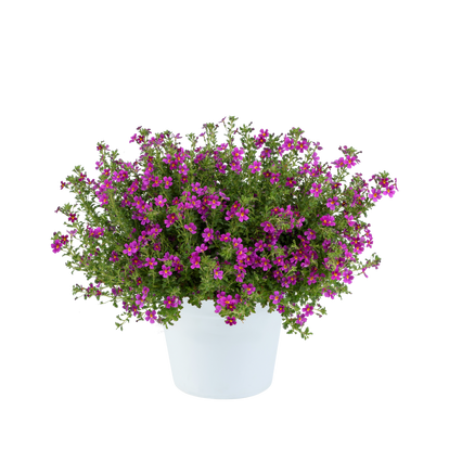 Jamesbrittenia Stardom Purple / Lila bacopa