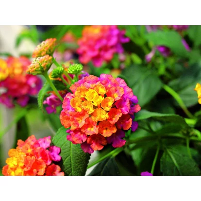 Lantana Calippo Tutti-Frutti / Sétányrózsa