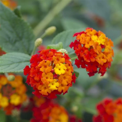 Lantana Calippo Red Orange / Sétányrózsa