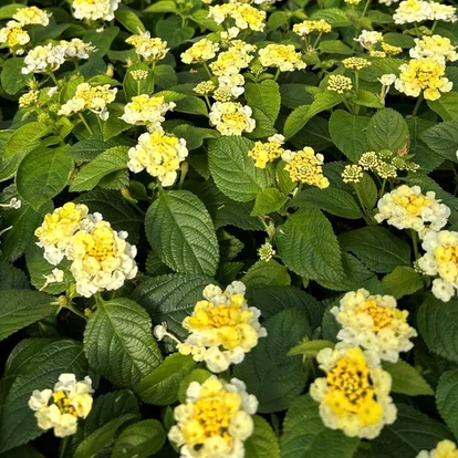 Lantana GEM &#039;Lemon Quartz&#039; / Sétányrózsa