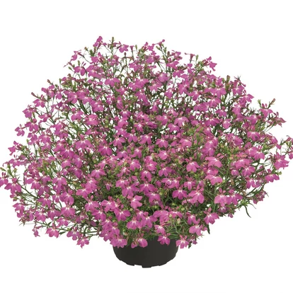 Lobelia Lobelix Rose Pink / Lobélia