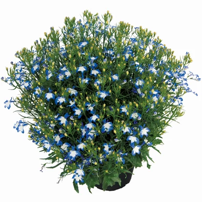 Lobelia Lobelix Blue White Eye / Lobélia