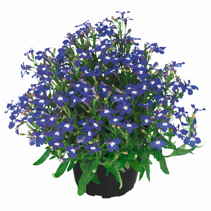 Lobelia Lobelix Dark Violet / Lobélia
