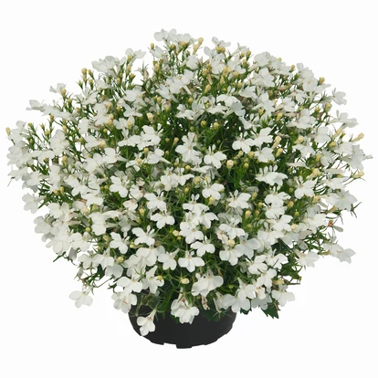 Lobelia Lobelix White / Lobélia