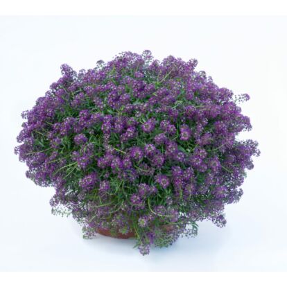 Lobularia Purple Stream / Illatos ternye vagy mézvirág