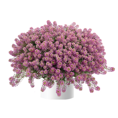 Lobularia Raspberry Stream / Illatos ternye vagy mézvirág