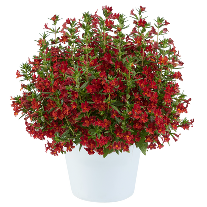 Mimulus aurantiacus 'Mai Tai Red'/ Bohócvirág