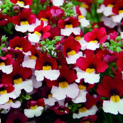 Nemesia Sunsatia Plus &#039;Cherry on Ice&#039; / Vörösbegyvirág